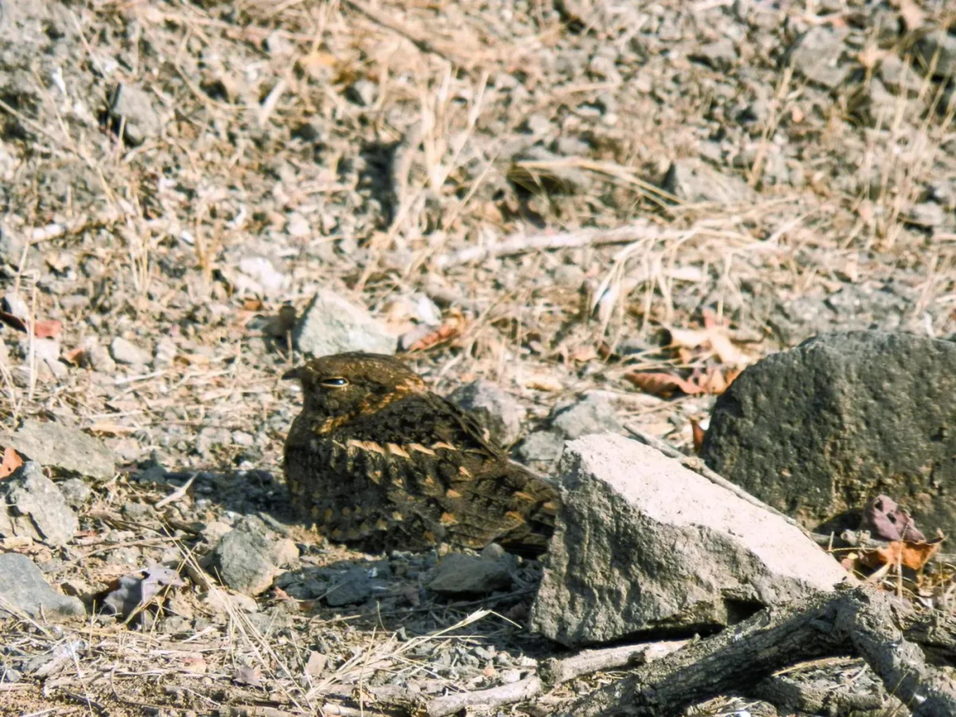 Nocturnal Nature & Nightjar Walks