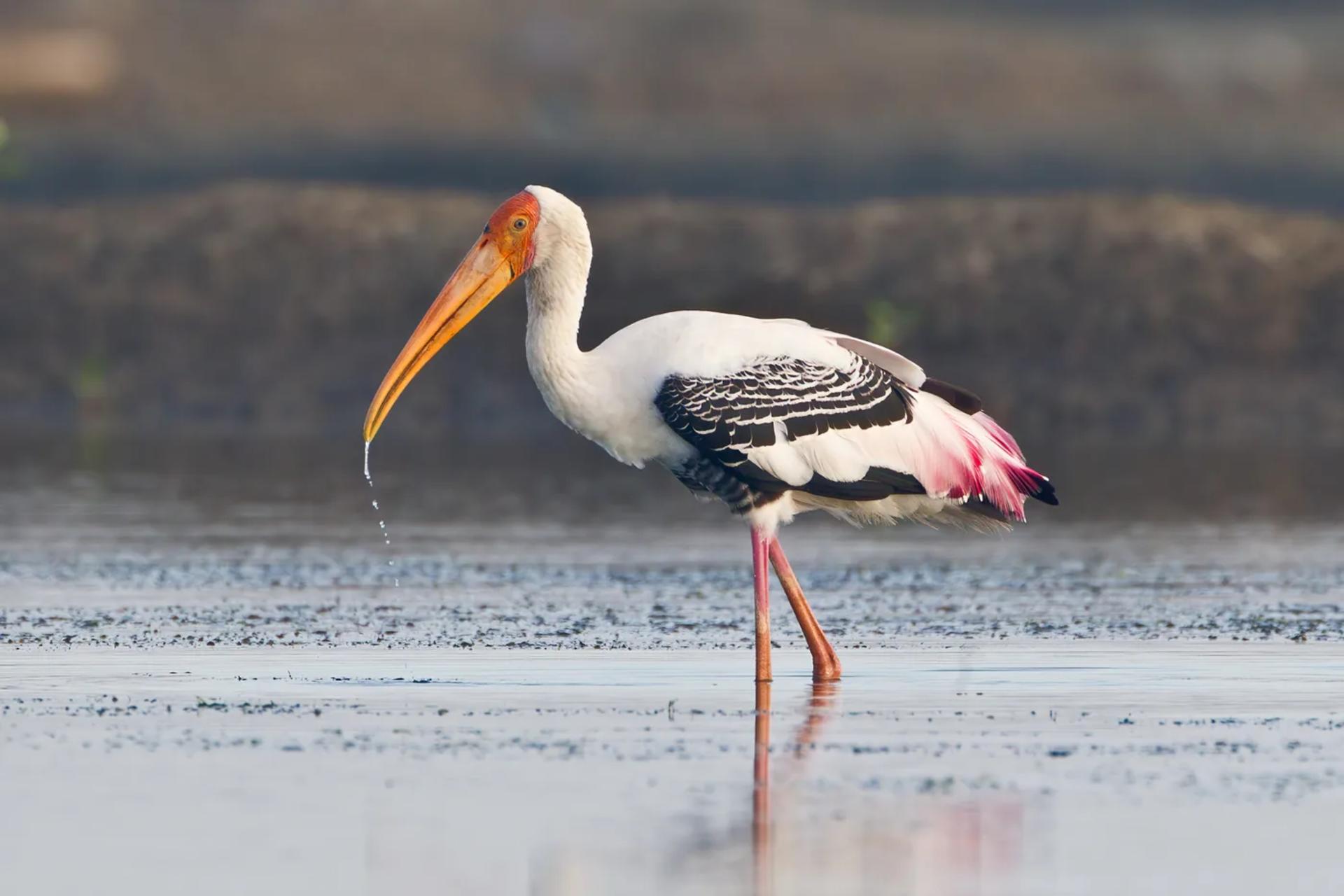 Flocks of Painted Storks & Lake Birding