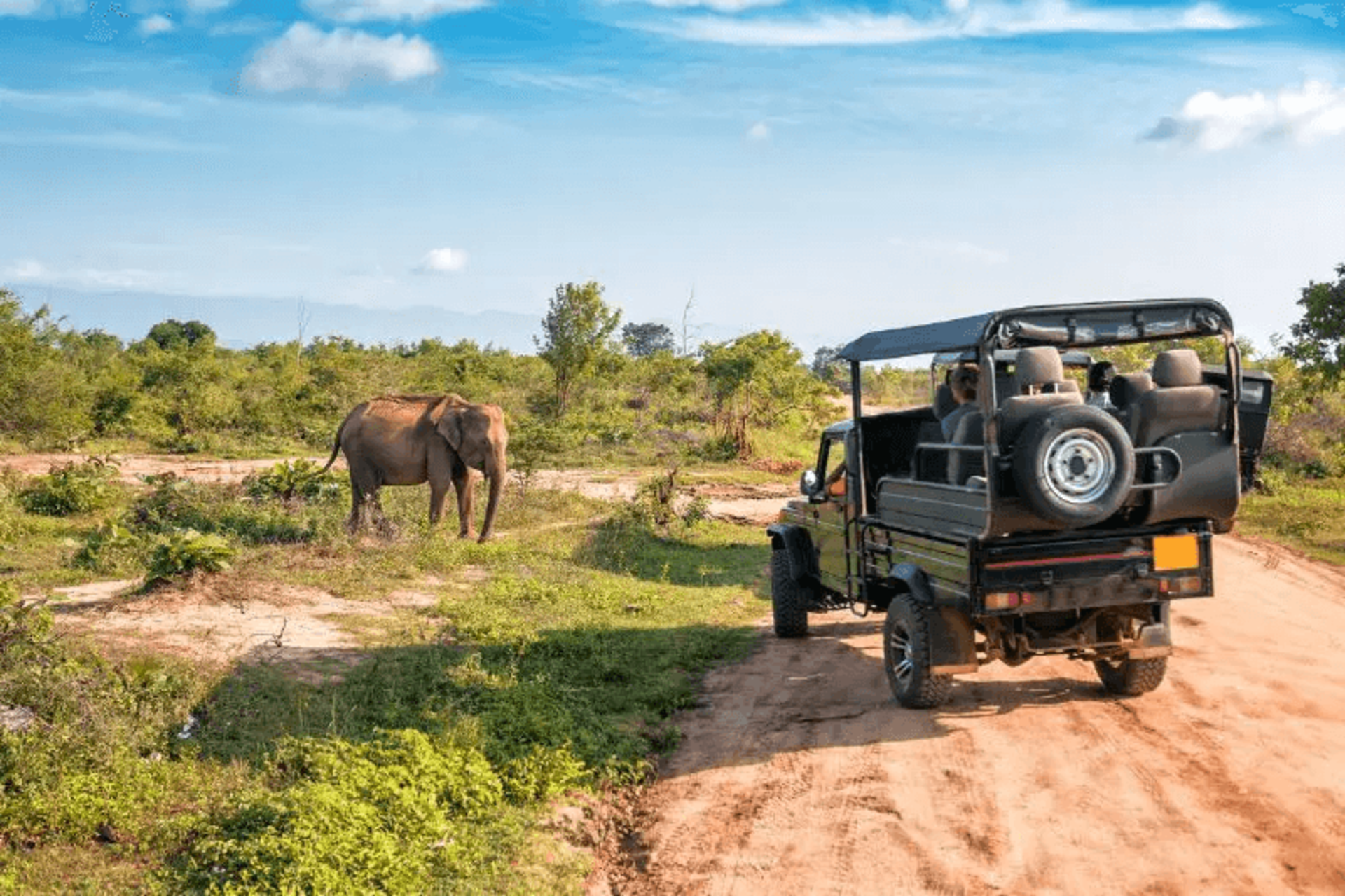 Open Sri Lankan safari vehicle watching wild elephants in Udawalawe National Park