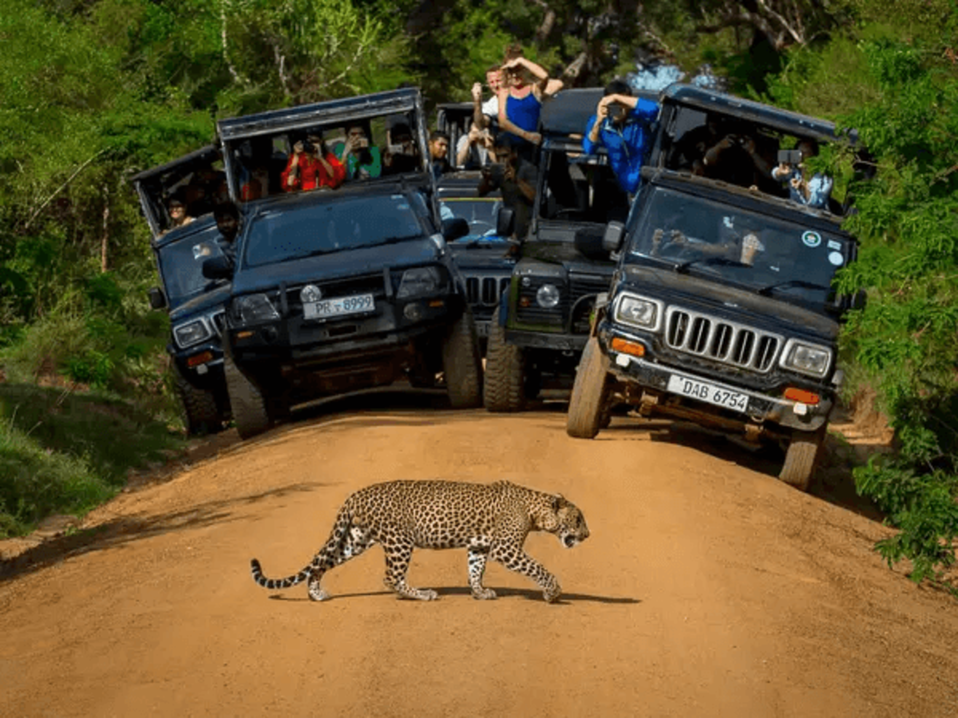 Authentic Sri Lankan safari jeeps tracking Ceylon leopard in Wilpattu National Park