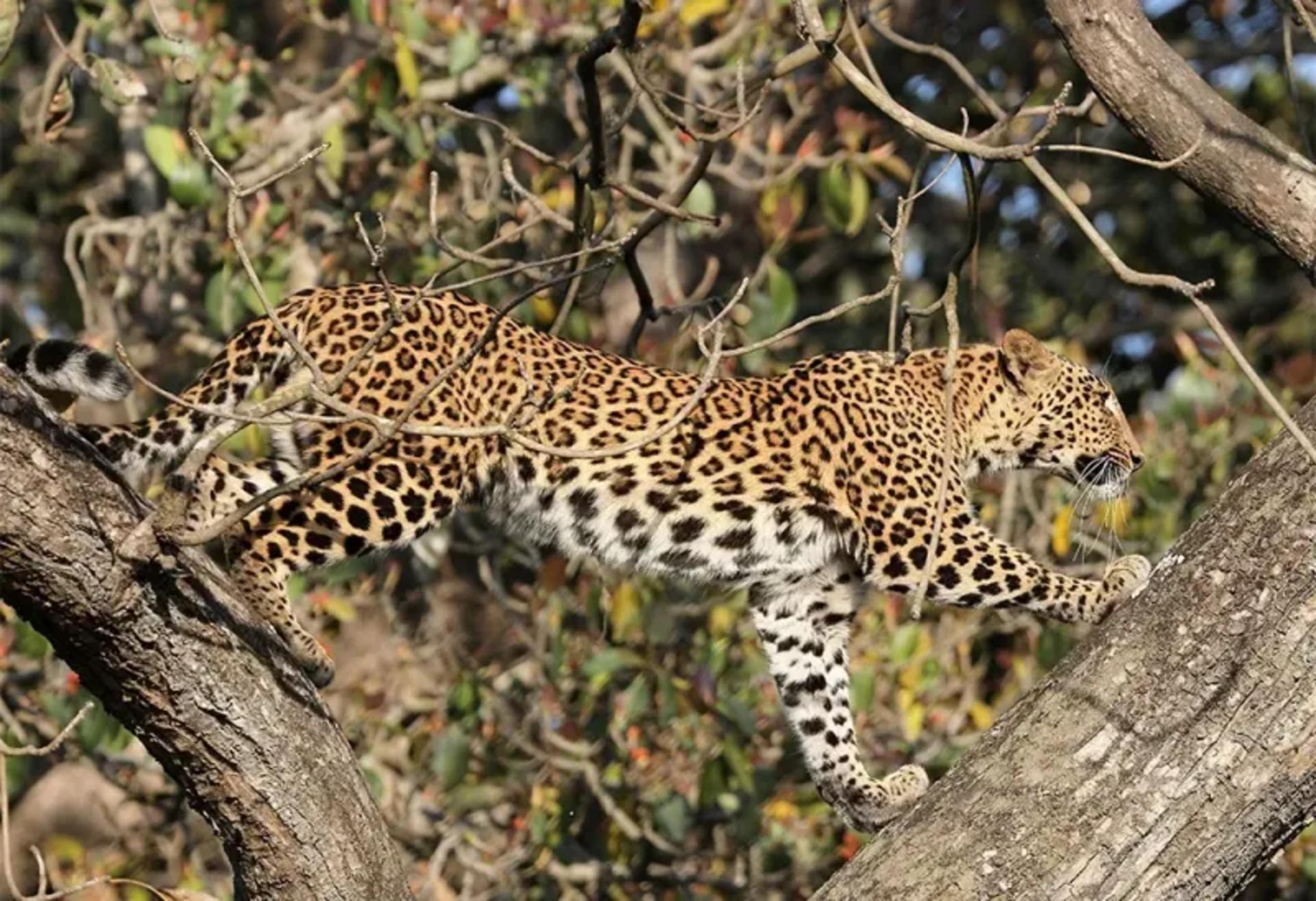 Wildlife Encounters