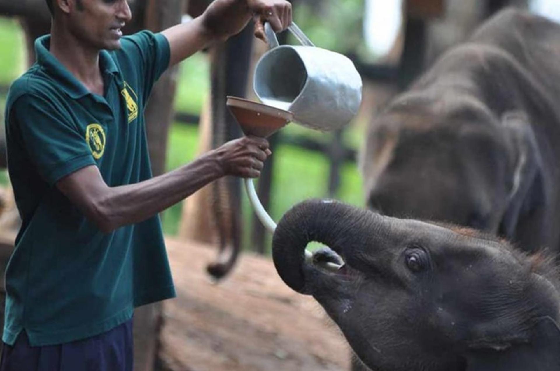 Elephant Transit Home Visit