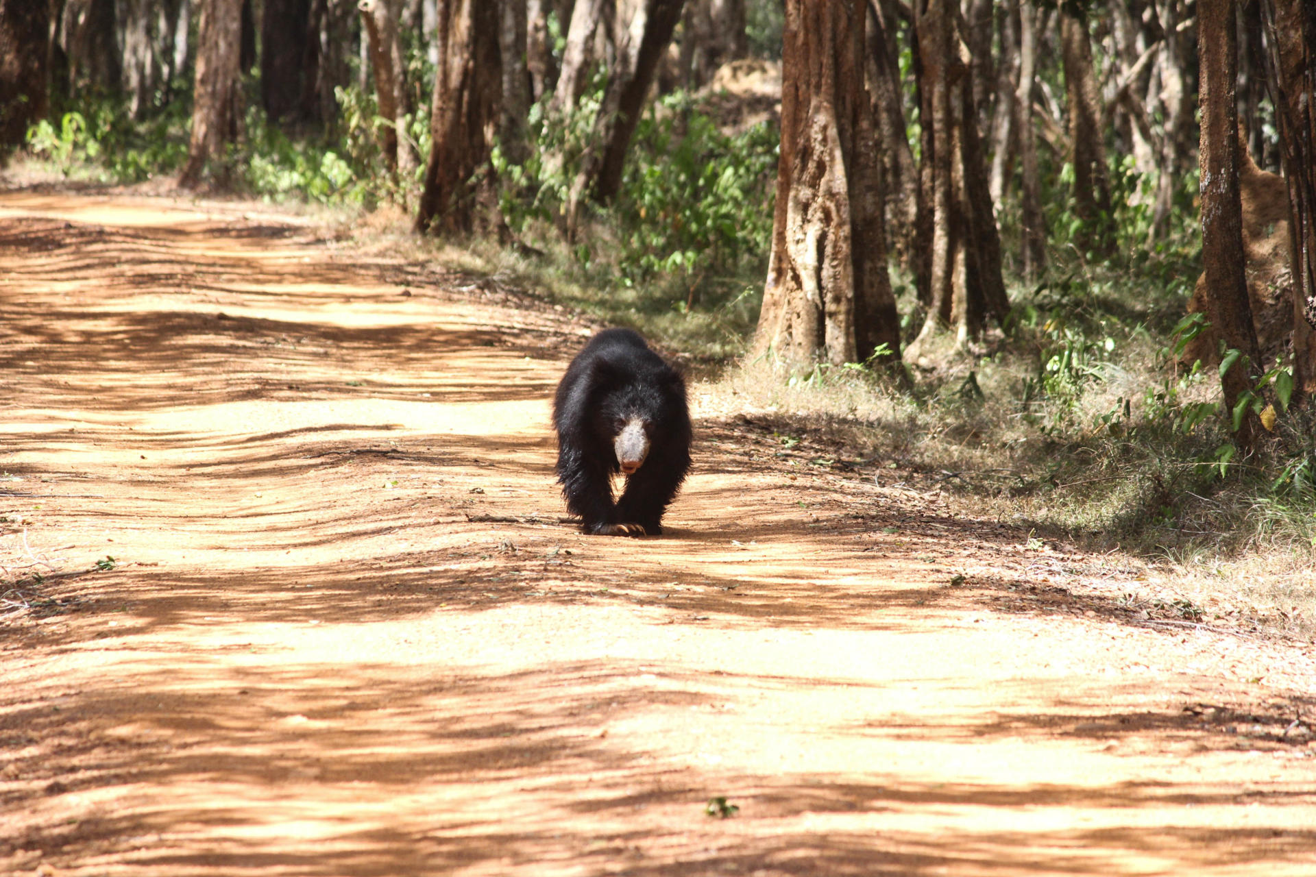 Wild Sri Lankan sloth bear (Melursus ursinus inornatus) in Wilpattu National Park