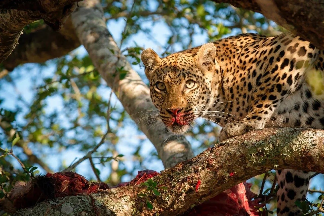 Governor's Camp Wilpattu secluded safari chalets nestled in nature
