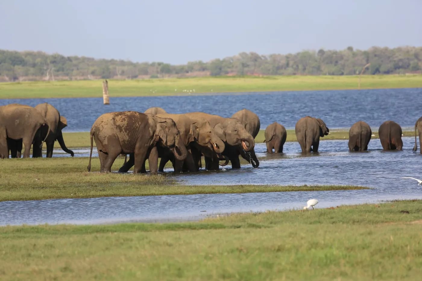 Herd of Asian elephants drinking at the lake in Udawalawe National Park