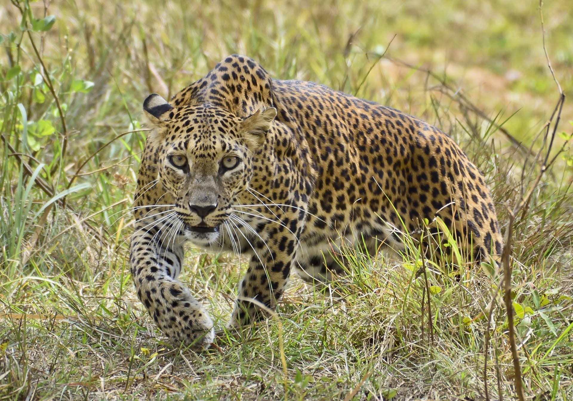 A magnificent Ceylon leopard (Panthera pardus kotiya) surveys its Wilpattu territory from a low branch in dappled light.