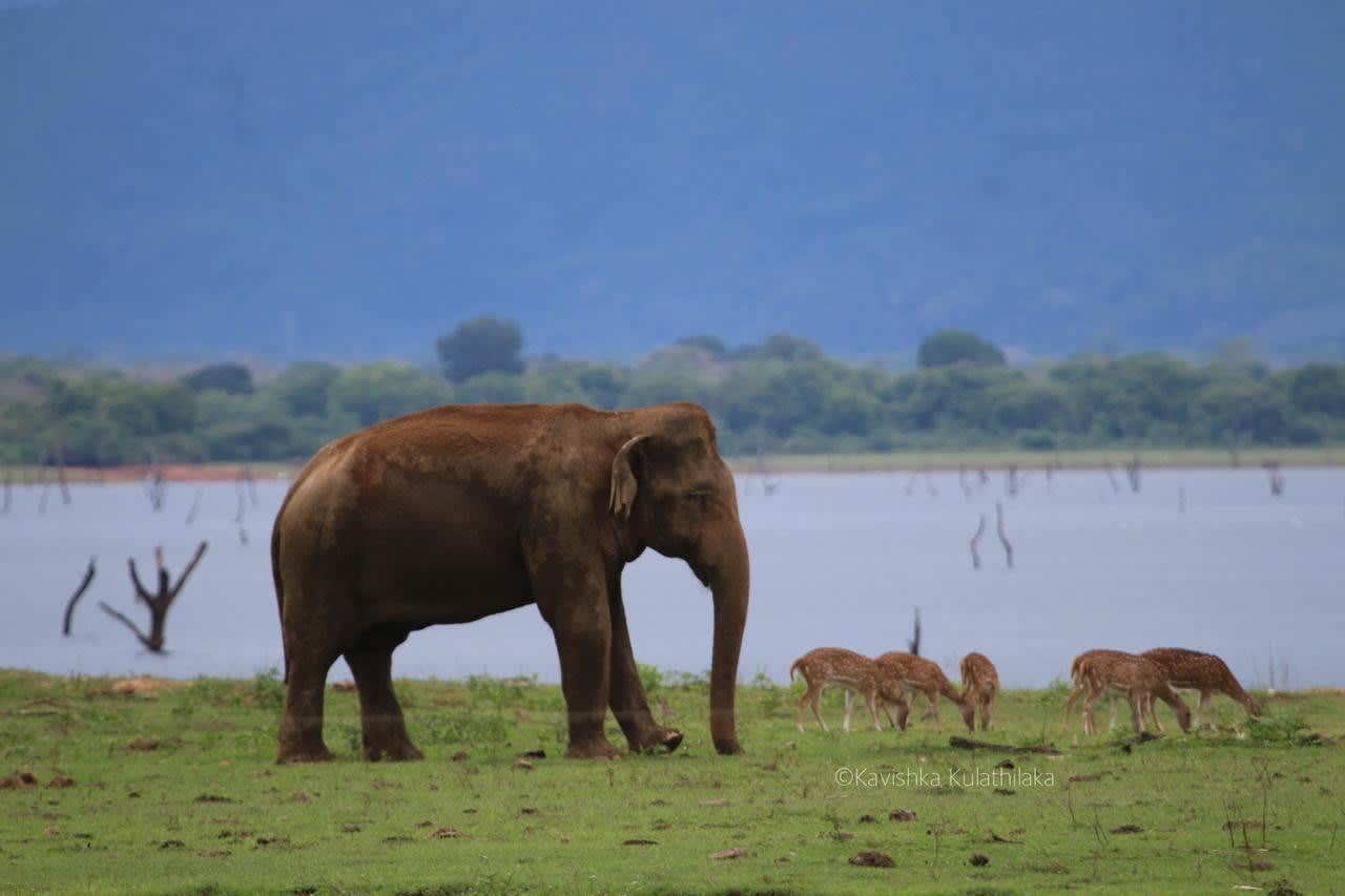 A magnificent wild Asian Elephant matriarch, with two calves, surveys the savanna grasslands of Udawalawe National Park at dawn.
