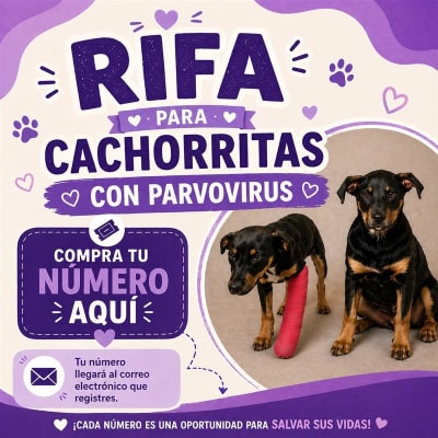 Cachorritas con Parvovirus