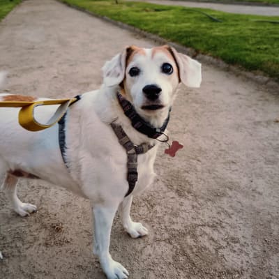 Panchita