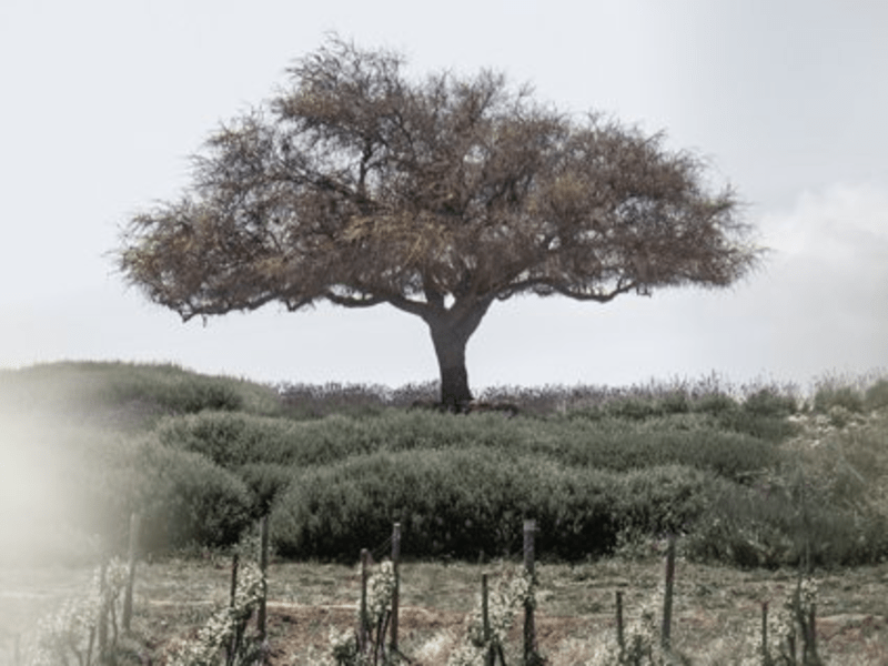 Una caja Cabernet Sauvignon Casas del Bosque (seis botellas) — @casasdelbosque