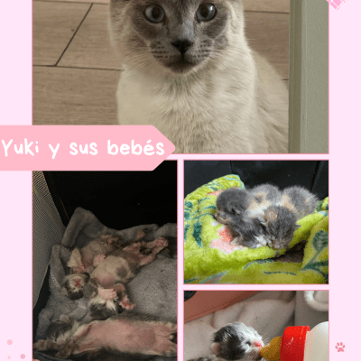 Yuki y sus bebés