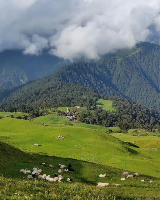 Auli — gallery image 8 of 11