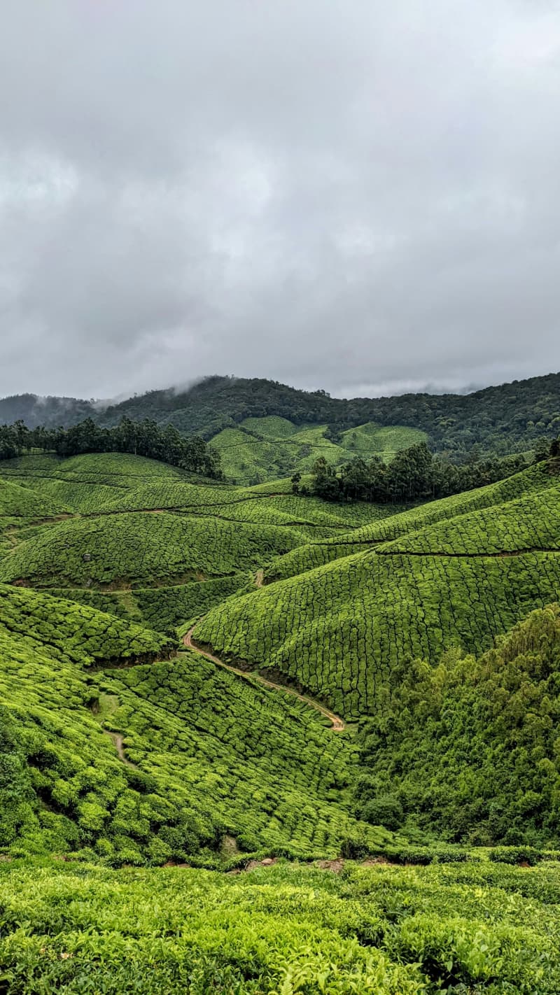 Tea Gardens — India destinations by category