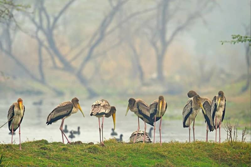 Chopta — gallery image 6 of 6