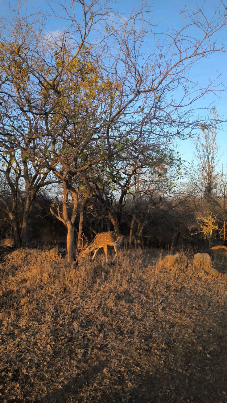 Gir National Park — India travel destination