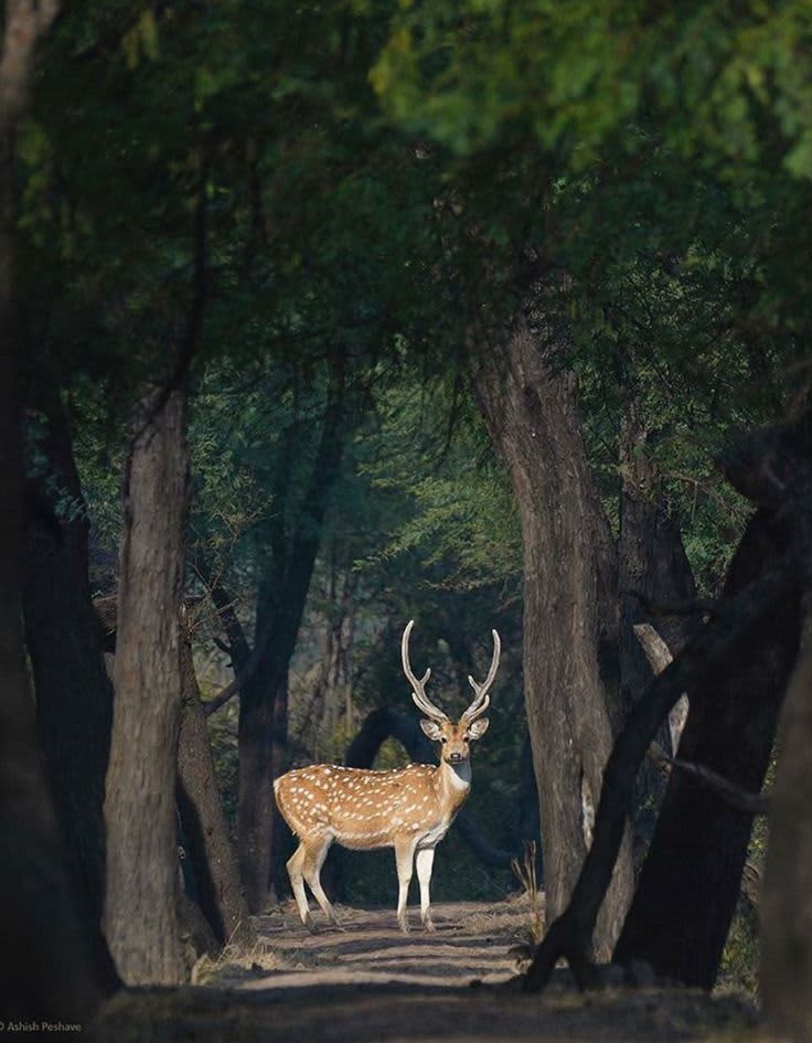 Bandhavgarh National Park — India travel destination