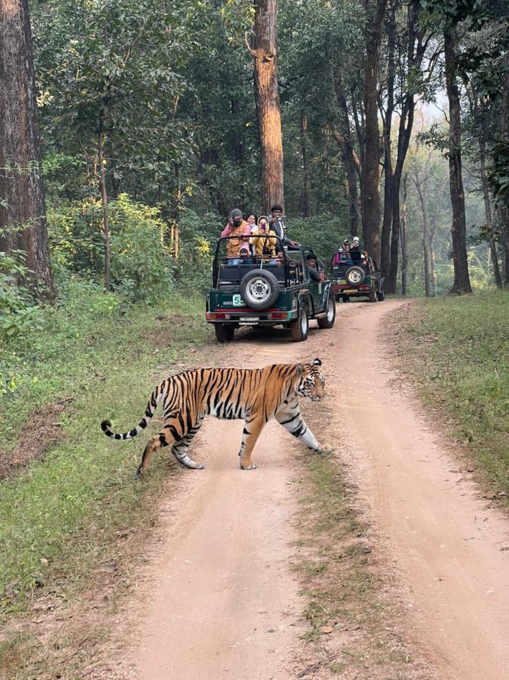 Kanha National Park — India travel destination