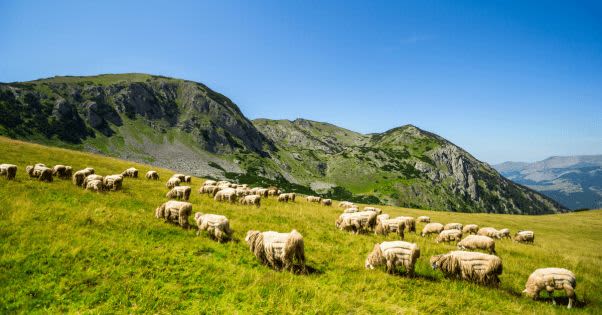 Gulmarg — gallery image 9 of 11