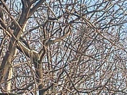 Чем кормить птиц и белок в лесу?