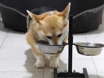 Россельхознадзор приостановит ввоз кормов с итальянского предприятия Hill’s