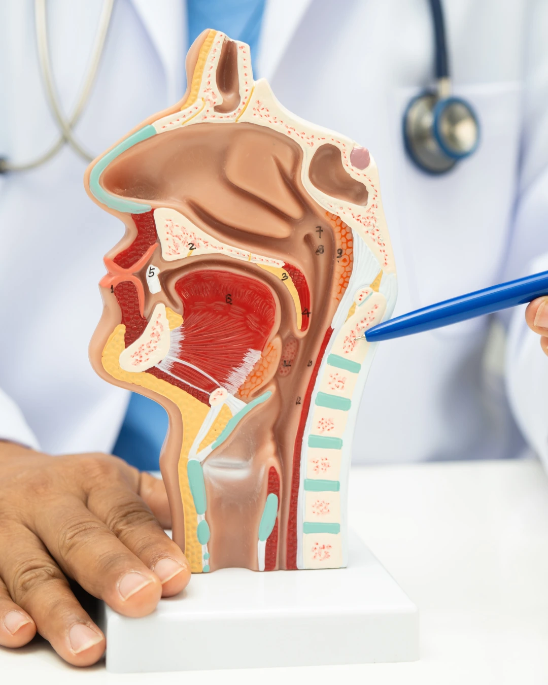 ENT (Ear, Nose & Throat)