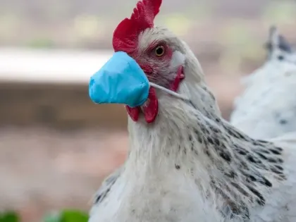 В США от птичьего гриппа H5N1 умер первый больной