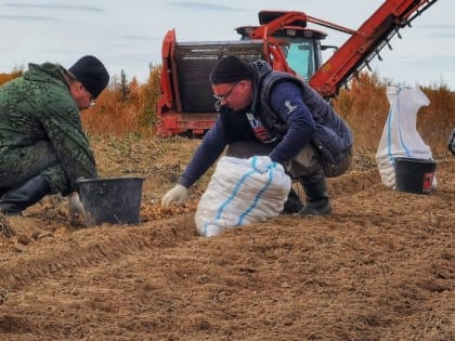 Началось время сбора урожая картофеля