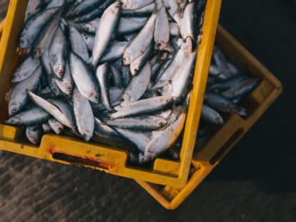 Эксперт: то, что происходит сегодня на рыбном рынке, напоминает ситуацию с топливом