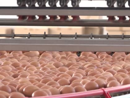 Тюменская птицефабрика обеспечивает яйцами Ямал