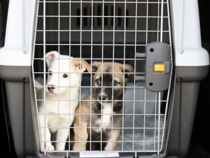 От «Аэрофлота» требуют пересмотреть правила перевозки животных после очередного трагического случая