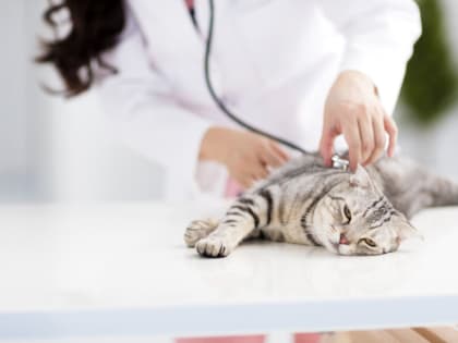 Ученые нашли способ лечения кошек от рака