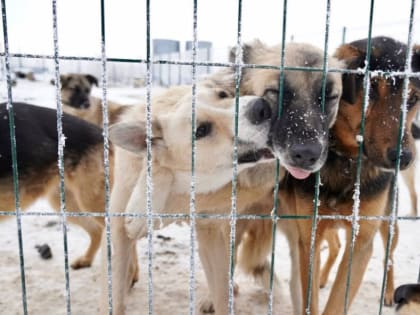 На Ямале проблему с бездомными животными помогут решить депутаты