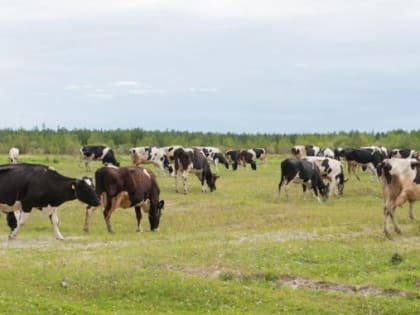 Агропромышленный комплекс получит дополнительную поддержку