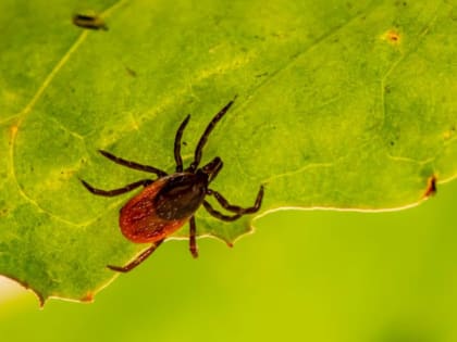 От небольшой температуры до менингита: какие болезни переносят клещи