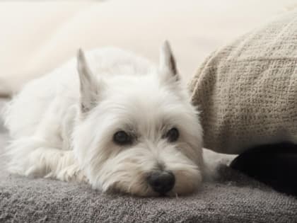 Прогноз на 15 марта: в Салехарде погодные качели сохранятся в течение недели