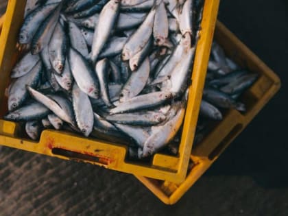 Россия за прошлый год увеличила поставки экспорт рыбной продукции на 5%