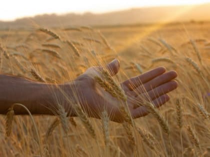 ФТС назвала экспорт продовольствия главной статьей доходов России после нефти