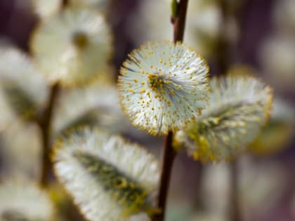 Погода в Салехарде: ямальцы на себе ощутят капризы мая