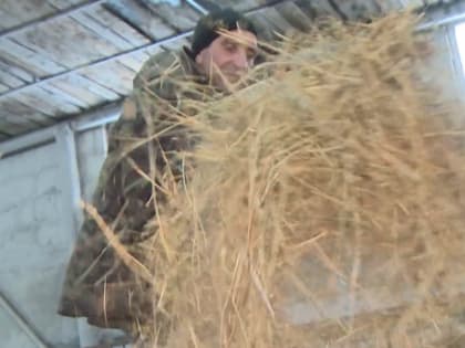 В Ханымее продолжает развиваться животноводческая ферма