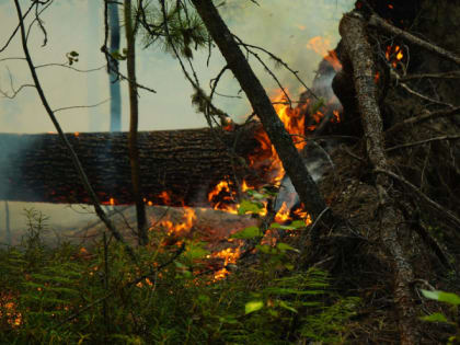 В четырех регионах УрФО действует особый противопожарный режим
