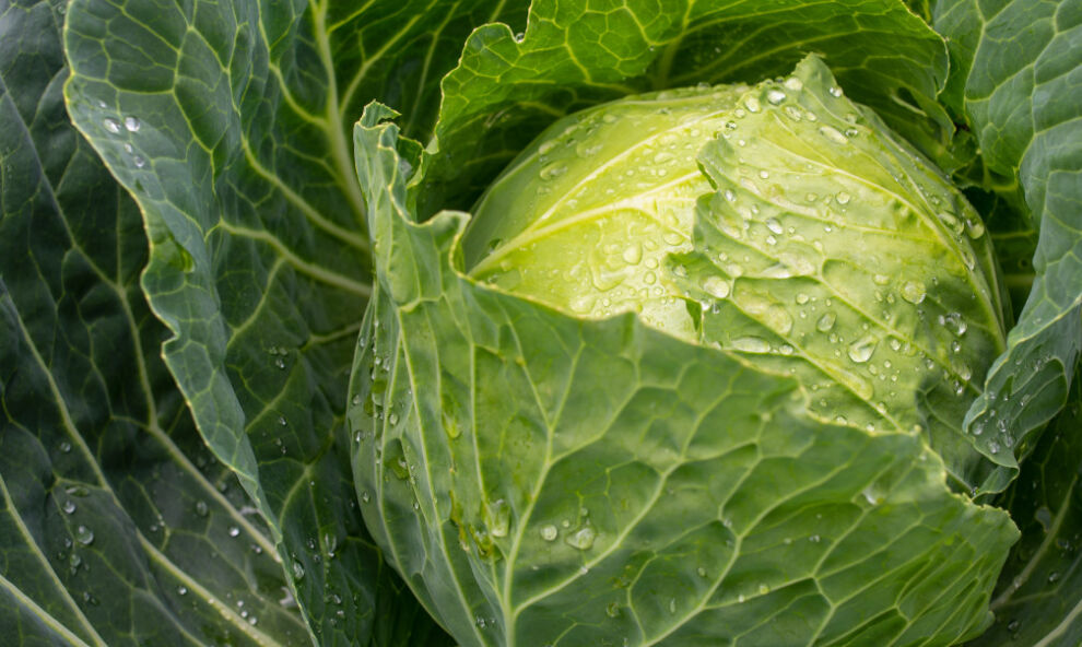 Капуста кочанная. Белокочанная. Капуста белокочанная фото. Cabbage leaves.