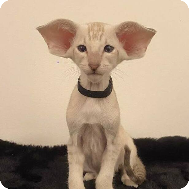 Gatti del Tempo Santo