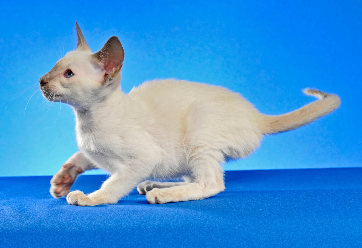 Siamees en Oosterse korthaar