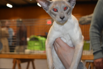 Kattenshow 11 Februari 2024 - Arendonk