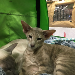 Kattenshow 11 Februari 2024 - Arendonk