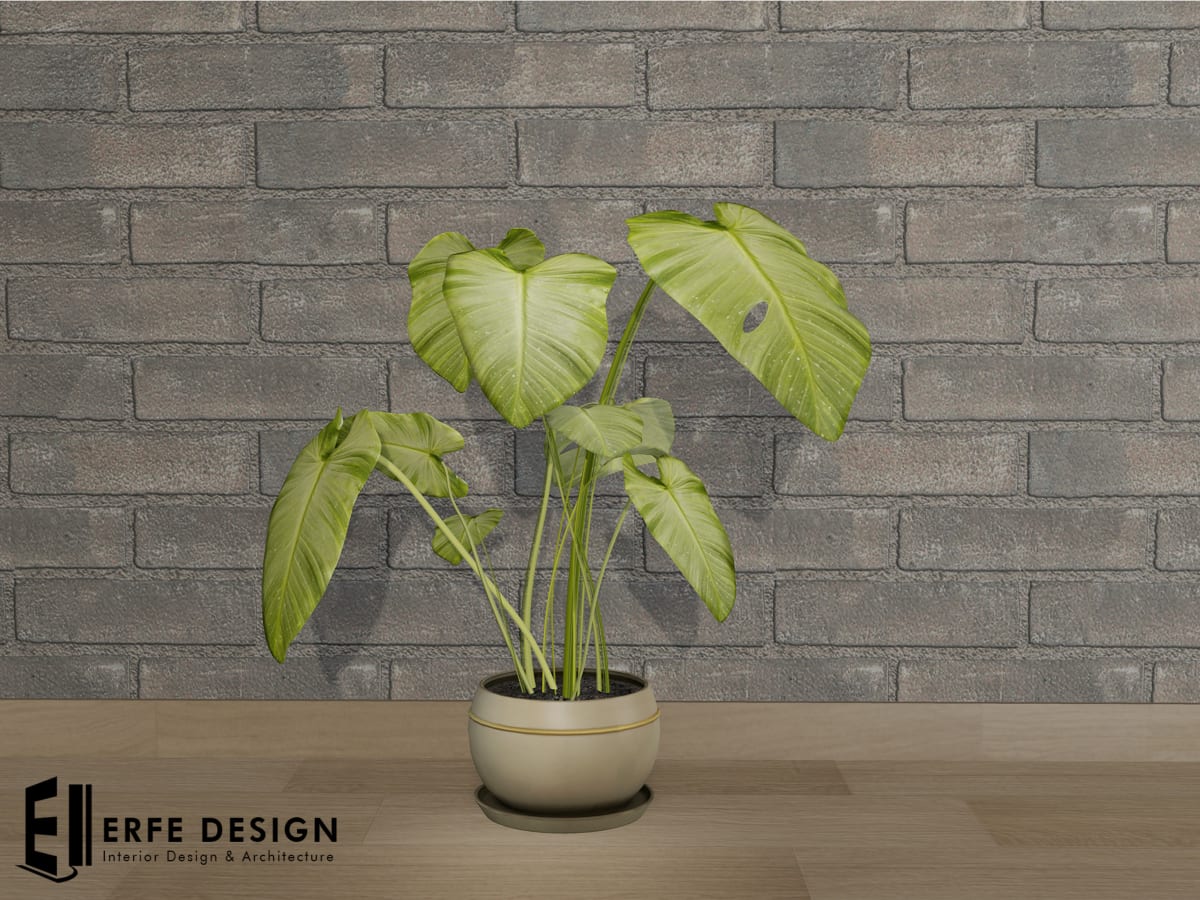 Amazon Plant 3 LI