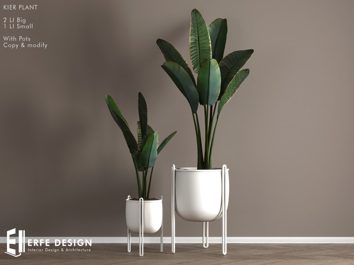 Kier Plant 2 LI with Pot