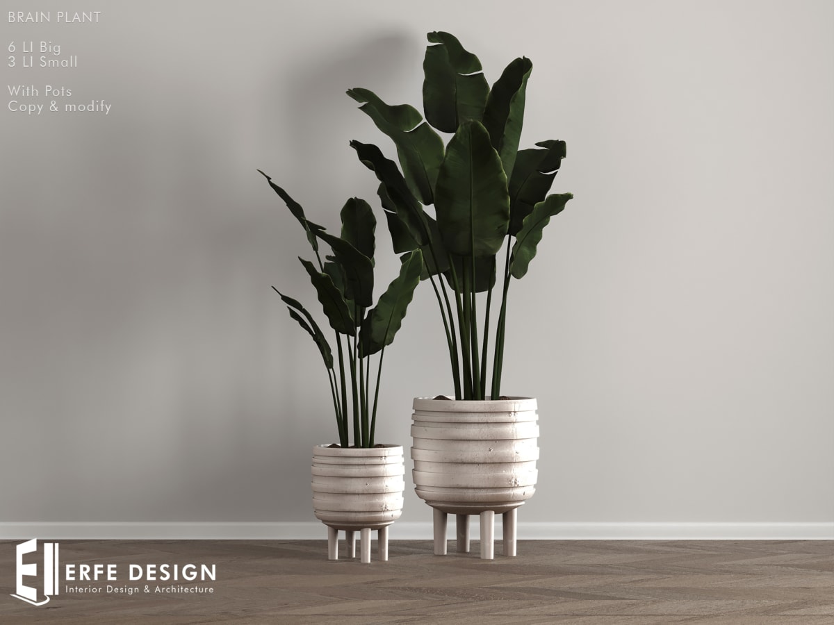 Brain Plant with pot 3 LI