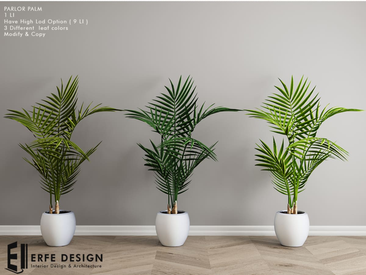 Parlor Palm HQ & Low LOD 3 Colored 1 LI