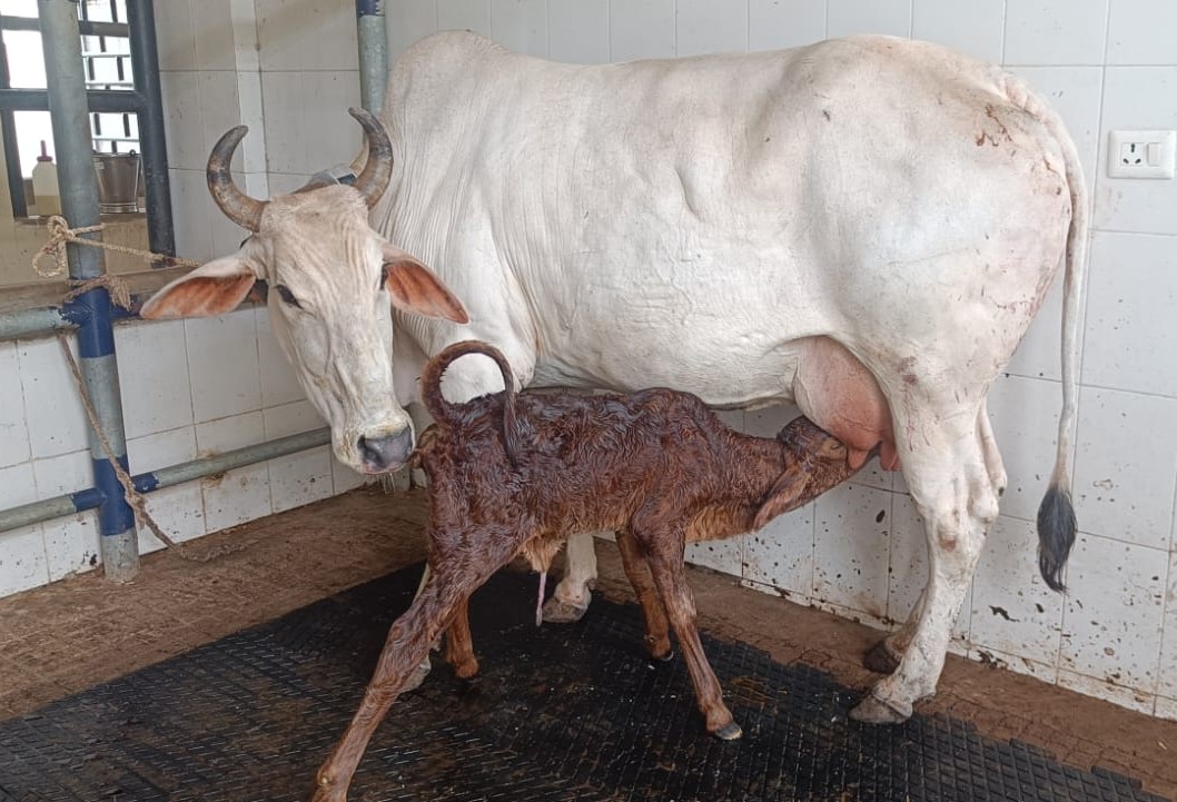 बीएचयू को साहीवाल नस्ल संरक्षण में बड़ी सफलता, एम्ब्रियो ट्रांसफर तकनीक से चार गायें गर्भवती